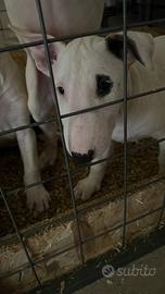 Disponibile cucciolo bull terrier standard