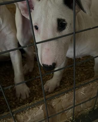 Disponibile cucciolo bull terrier standard