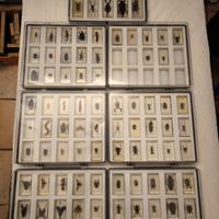 Insetti da Tutto il Mondo Collezione 91/100