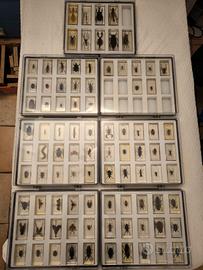 Insetti da Tutto il Mondo Collezione 91/100