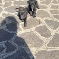 Cuccioli meticci