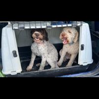 Lagotto romagnolo