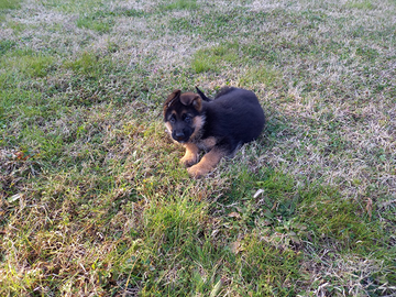 Splendida cucciolata pastore tedesco