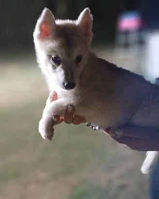 Vendita cuccioli husky