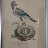 Stampa d'epoca uccello garrulus 