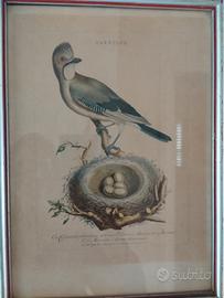 Stampa d'epoca uccello garrulus 
