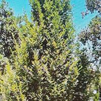 pianta in vaso di carpino bianco