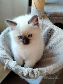 Gattini Ragdoll