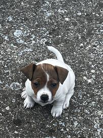 Cucciola di jack russel
