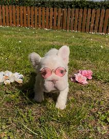 Bulldog Francese Fluffy e Big Rope