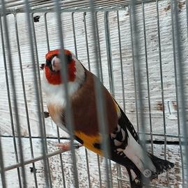 Cardellino mayor 2025