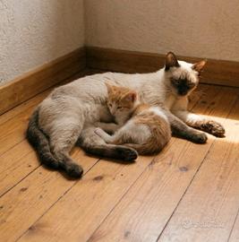 Gattino mix siamese