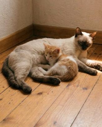 Gattino mix siamese