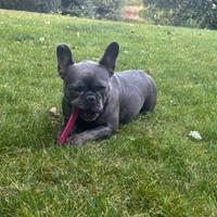 Cuccioli di bulldog francesi blu maschi femmine