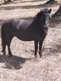 pony femmina  e maschio 
