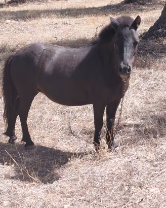 pony femmina  e maschio 