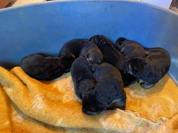 Cuccioli pastori tedeschi con pedigree