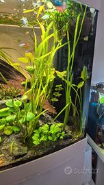 Anubias muschio di java vallisneria