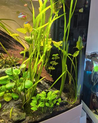 Anubias muschio di java vallisneria