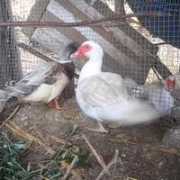 Coppia di anatre mute