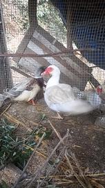 Coppia di anatre mute