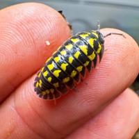 Armadillidium gestroi