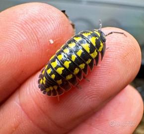 Armadillidium gestroi