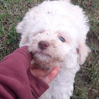 Lagotto romagnolo