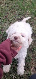 Lagotto romagnolo