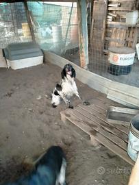 Cane da caccia