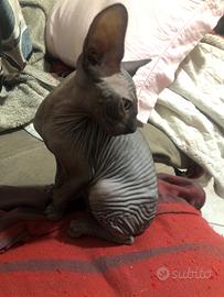 Gattini CANADIAN sphynx 