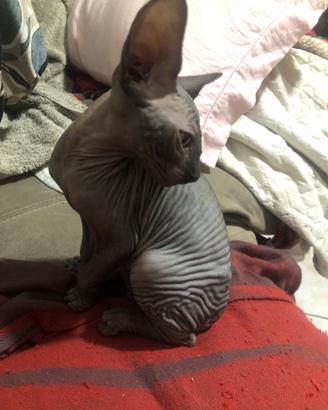 Gattini CANADIAN sphynx 