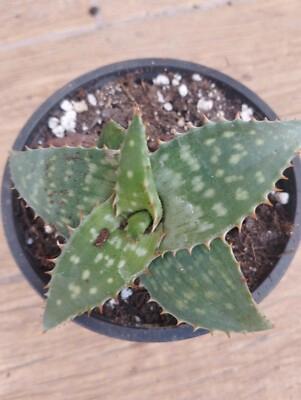 Piante di Aloe coltivate in vaso 