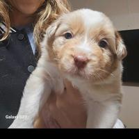 Cuccioli Pastori Australiani