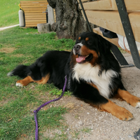 Bovaro bernese