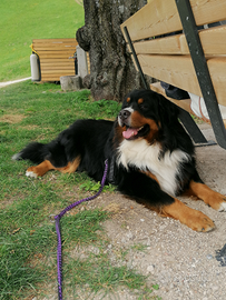 Bovaro bernese