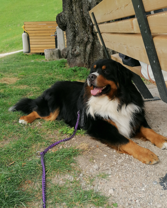 Bovaro bernese