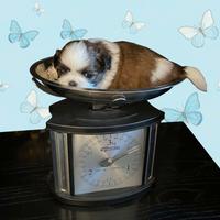 Ultimo cucciolo Shih Tzu shihtzu toy