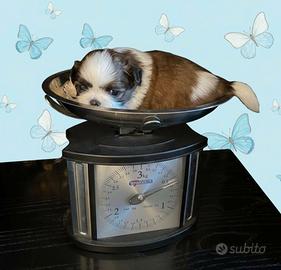 Ultimo cucciolo Shih Tzu shihtzu toy