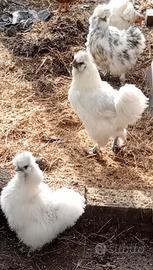 Galli moroseta ornamentali