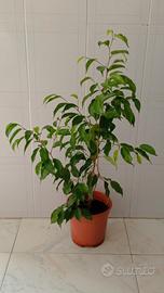 Ficus Benjamin 