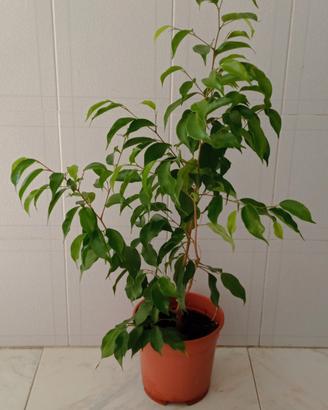 Ficus Benjamin 