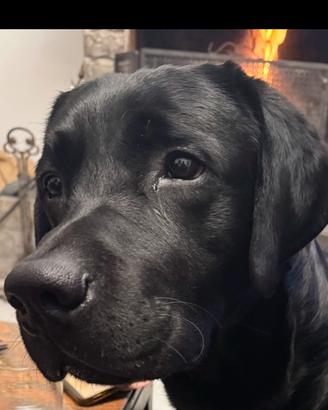 Labrador per monta