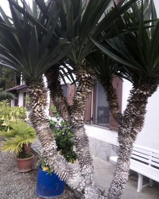 pianta yucca della Giamaica