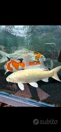 Carpe Koi 35/40 cm