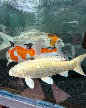 Carpe Koi 35/40 cm