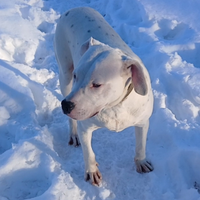 Dogo Argentino / 11 Mesi / Addestrato