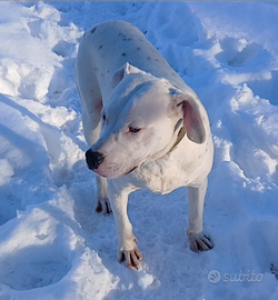 Dogo Argentino / 11 Mesi / Addestrato