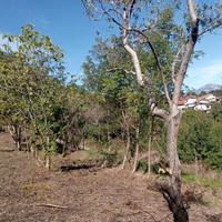 Pietrastornina terreno agricolo seminativo arboreo