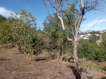 Pietrastornina terreno agricolo seminativo arboreo